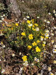 Hibbertia