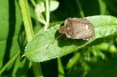 Dyroderes umbraculatus