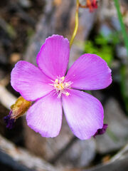 Drosera drummondii