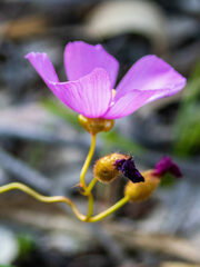 Drosera drummondii