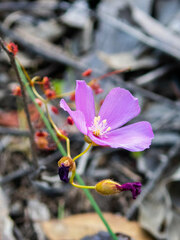 Drosera drummondii