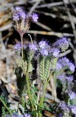 Phacelia tanacetifolia