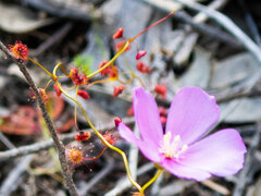 Drosera drummondii