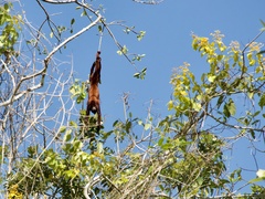 Alouatta seniculus