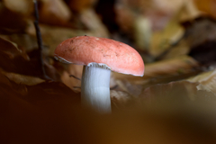 Russula