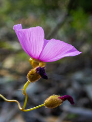 Drosera drummondii