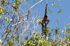 Alouatta seniculus
