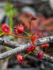 Drosera drummondii