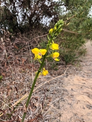 Eulophia speciosa
