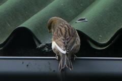 Serinus canaria domesticus
