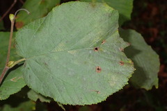 Phyllactinia guttata