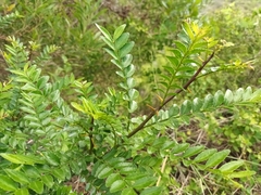 Zanthoxylum capense