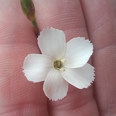 Dianthus albens