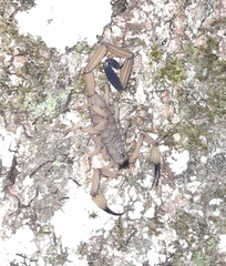 Centruroides limbatus