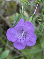 Agalinis fasciculata
