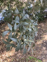 Fraxinus angustifolia syriaca