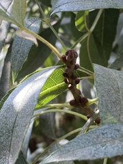 Fraxinus angustifolia syriaca