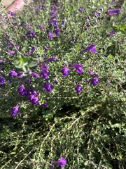Scutellaria wrightii
