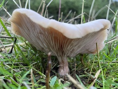 Lepista personata