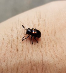 Platycorynus pyrospilotus