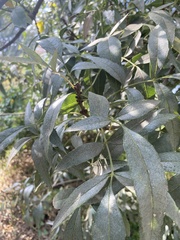Fraxinus angustifolia syriaca