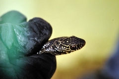 Dolichophis jugularis