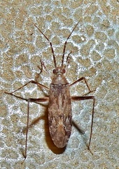 Mirinae