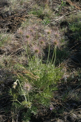 Pulsatilla turczaninovii