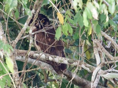 Pulsatrix perspicillata