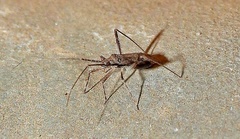 Mirinae