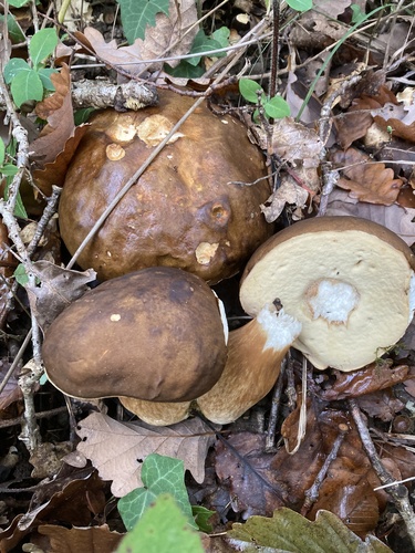 Boletus aereus — (c) gerardbertrand, some rights reserved (CC BY)