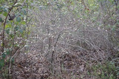 Prunus spinosa
