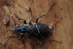 Carabus intricatus