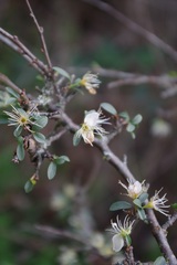 Prunus spinosa