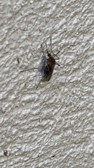 Culex quinquefasciatus