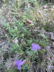 Agalinis fasciculata