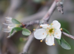 Prunus spinosa
