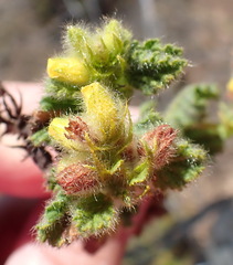 Hermannia conglomerata