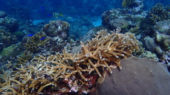 Acropora cervicornis