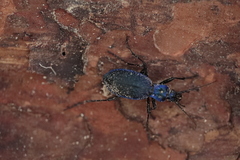 Carabus intricatus