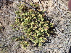 Hermannia conglomerata