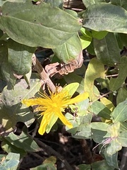 Hypericum hircinum