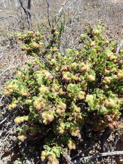 Hermannia conglomerata