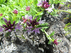 Lobelia jasionoides