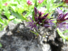 Lobelia jasionoides