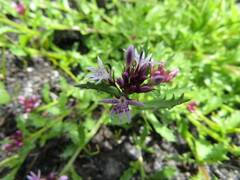 Lobelia jasionoides