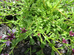Lobelia jasionoides