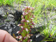Disa obtusa