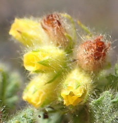 Hermannia conglomerata