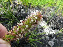 Disa obtusa